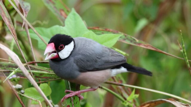 beautiful bird Java sparrow (Lonchura oryzivora) in Sabah, Malaysia.