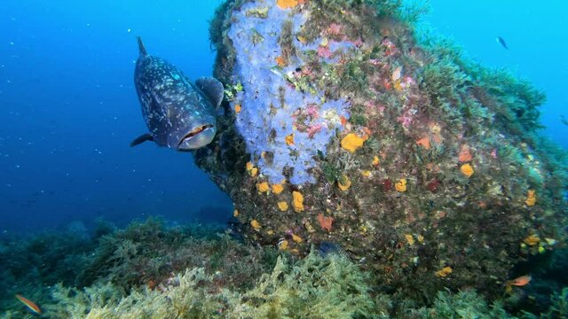 Grouper fish and a moray eel together in blse sea water 