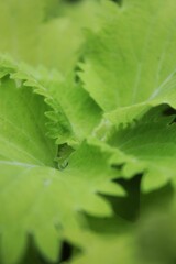 Bright green coleus flower.