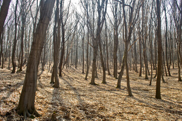 Moss and tree brak texture close-up.