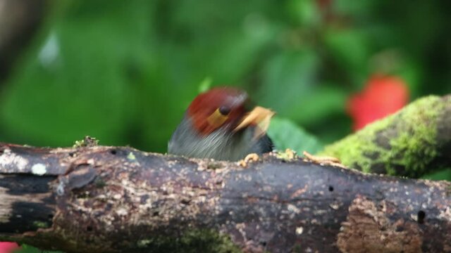 Nature wildlife footage bird of a Chestnut-hooded laughingthrush bird eating worm