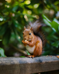 Naklejka na ściany i meble Closeup of a red squirrel, Sciurus vulgaris, in the park. Eating a peanut.