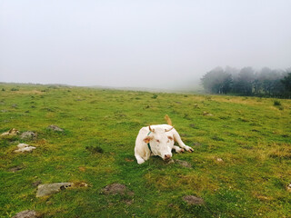 White Cow laying on grass