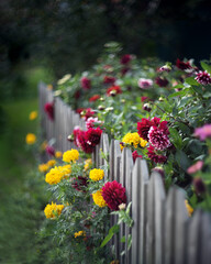 red and yellow flowers