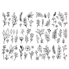 Doodle floral elements. Hand drawn vector branches and leaves. Vintage botanical illustrations.