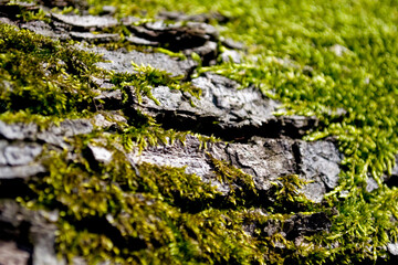Moss and tree brak texture close-up.