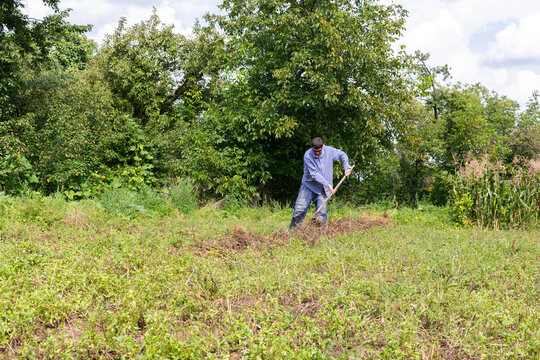 Farmer with a rake removes dry potato stalks before digging it out of the ground, summer autumn garden work