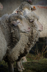 set of profile sheep eating grass, sheep wool, dirty wool