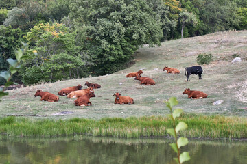 cows on the meadow
