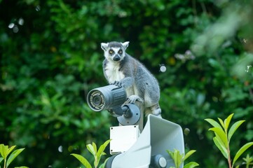 Maki catta sur une caméra de surveillance