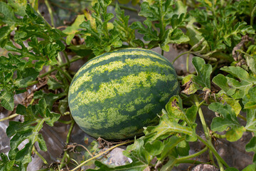 growing water melons on a sunny day