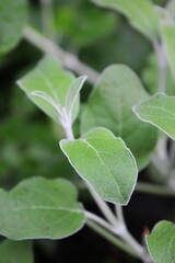 close up of leaves