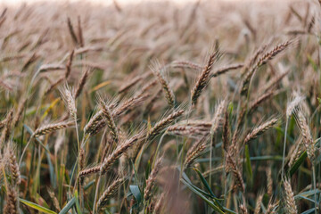 Łany zbóż rosnące na słonecznym polu, wiejski rolniczy krajobraz 
