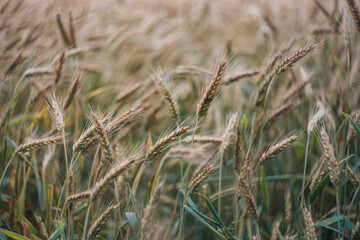Łany zbóż rosnące na słonecznym polu, wiejski rolniczy krajobraz  - obrazy, fototapety, plakaty