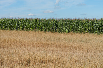 Łany zbóż rosnące na słonecznym polu, wiejski rolniczy krajobraz  - obrazy, fototapety, plakaty