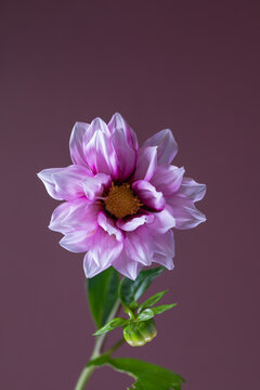 Dahlia edge of joy on a purple background