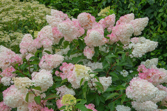 Hydrangea paniculata vanille fraise renny in bloom
