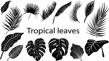 Fototapeta na wymiar Tropical leaves silhouette. Exotic black leaf. Palm tree, monstera vector illustration