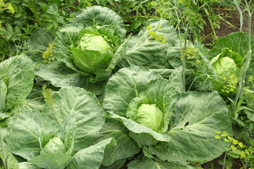 cabbage growing in the garden