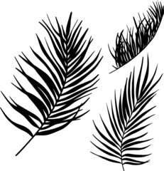 Obraz premium Tropical leaves silhouette. Exotic black leaf. Palm tree vector illustration