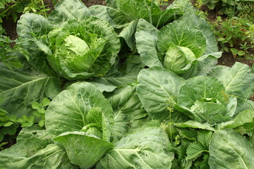 Naklejka premium green cabbage in the garden