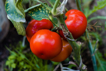 Czerwone, zielone, czarne pomidory rosnąca w ekologicznej organicznej szklarni - obrazy, fototapety, plakaty