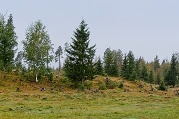 A forest with partially cut trees in early fall in Tullus, northern Sweden - 458236800
