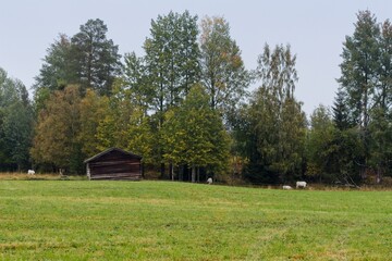Cows grazing in a pasture near a forest in Tullus in northern Sweden - 458236801
