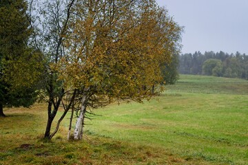 Birch with yellow leaves against a green pasture in northern Sweden - 458236829