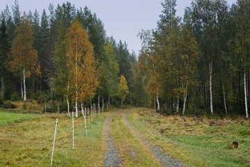 Country road to the forest in fall in northern Sweden - 458236831