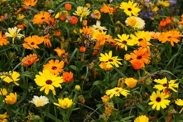 A close-up of yellow and orange asters in early fall in northern Sweden - 458236848