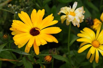 A close-up of yellow and orange asters in early fall in northern Sweden - 458236867