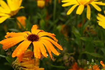 A close-up of yellow and orange asters in early fall in northern Sweden - 458236884