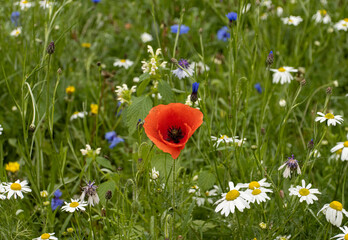 flowers in field