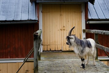 A black and white goat by a Scandinavian barn - 458236894
