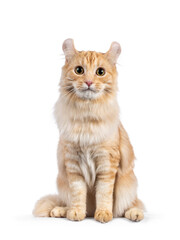 Obraz premium Handsome young adult American Curl Longhair cat, sitting up facing front. Looking straight into lens. Isolated on a white background.