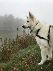 Pies biały owczarek szwajcarski jesienią na spacerze