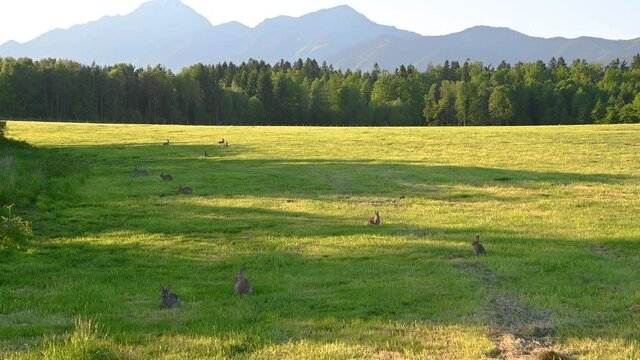 Group of cute rabbit nibbles on the grass chewing stem. Brown bunnies sitting on a green meadow in summer. Wild animals in the nature. Summer afternoon with long shadows. Static shot, real time