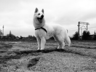 Pies biały owczarek na spacerze zimą - obrazy, fototapety, plakaty