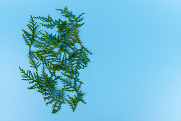 Fresh cypress branch isolated on blue background. Christmas composition, copy space.
