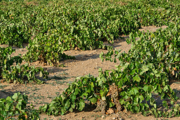 Fototapeta na wymiar Grape vines with ripe fruits