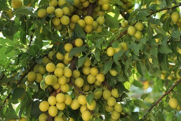 many small ripe yellow plums on a branch with green leaves 