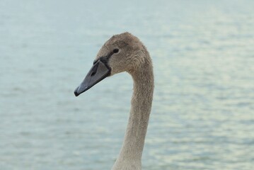 one head of a gray nestling bird of a swan on a thin neck on the street against the background of...