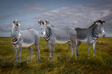 Fototapeta na wymiar Three zebras on the african savanna