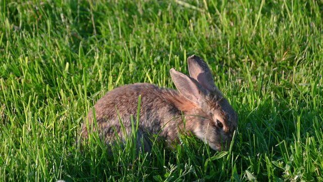 Close up view of cute rabbit nibbles on the grass chewing stem. Brown rabbit sitting on a green meadow in summer. Wild animal in the nature. Static shot, real time