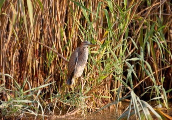 A close-up photo of a purple heron (Ardea purpurea) standing on a reed in a natural habitat.