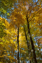 autumn in the forest