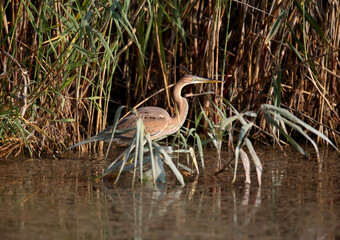 A close-up photo of a purple heron (Ardea purpurea) standing on a reed in a natural habitat.