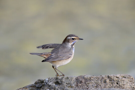 Close-up photo of a bluethroat sitting on a stone and holding a mosquito larva in its beak