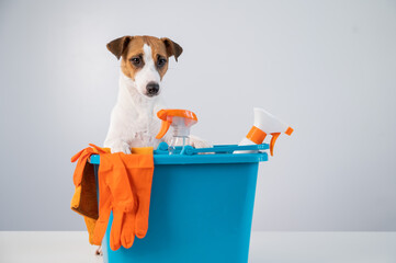 Cleaning products in bucket and jack russell terrier dog on white background.